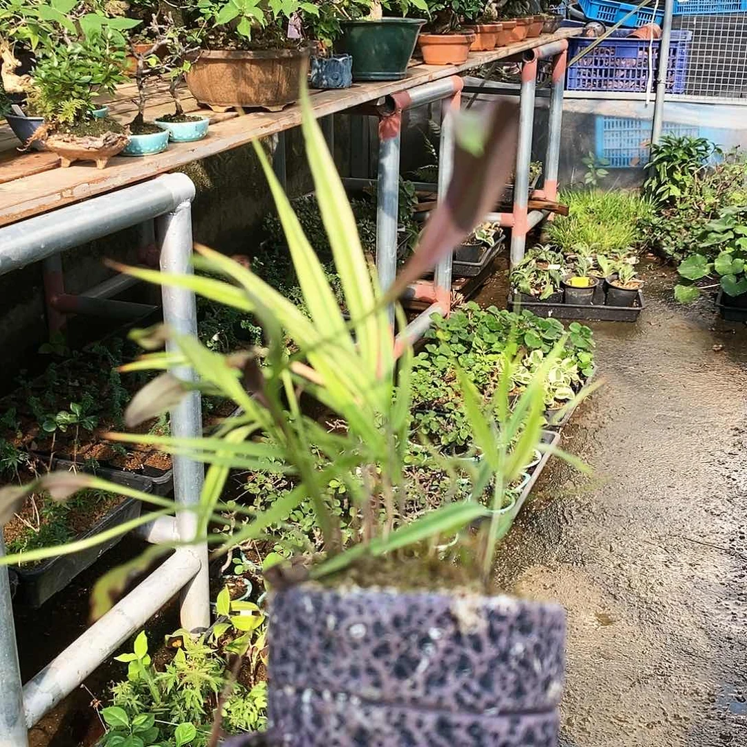 盆景草本植物 包中通
