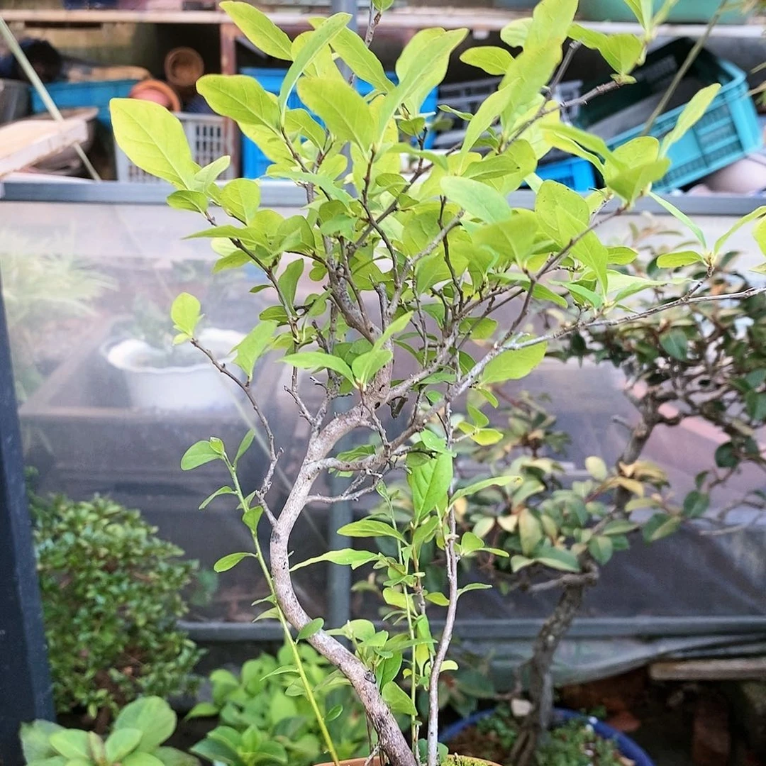 盆景方老鸭包中通