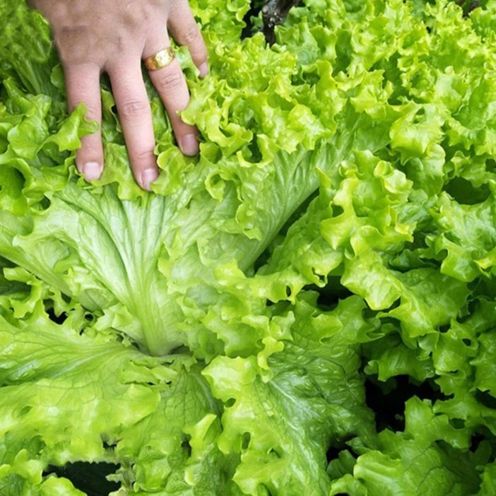 玻璃意大利生菜籽种子四季播种抗热奶油生菜阳台庭院爽脆蔬菜种子