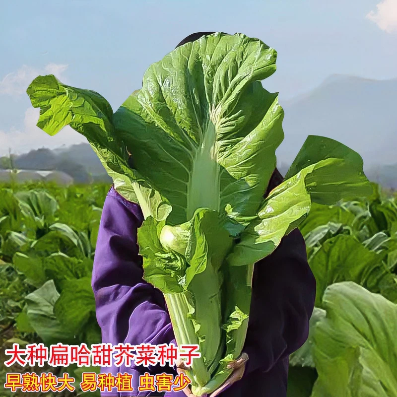 早熟高产大种扁哈甜芥菜种子优质扁芥菜种籽抗病季播甜芥菜蔬菜籽