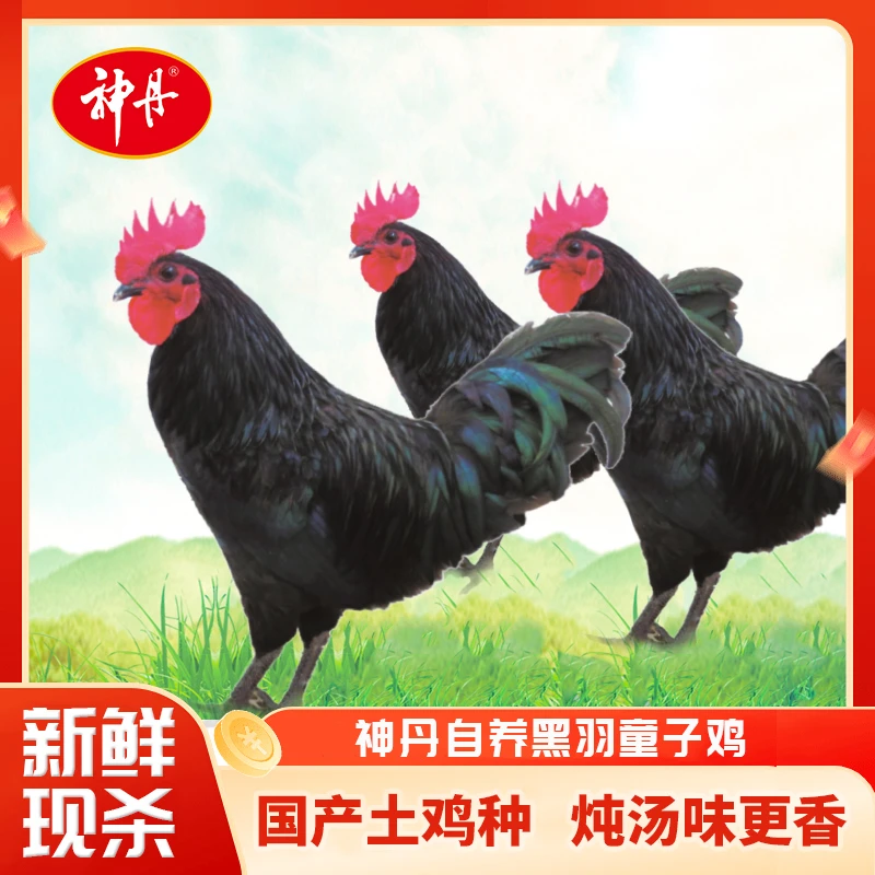 【达人专属】神丹25年老字号无抗散养黑羽童子鸡土鸡国产650g/袋*3