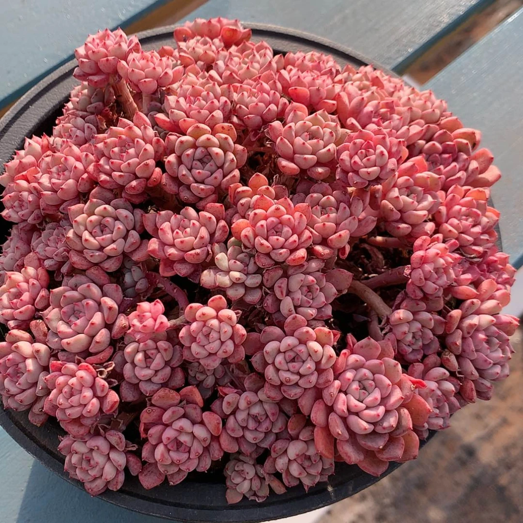 【闪购商品】不****?粉色贝拉