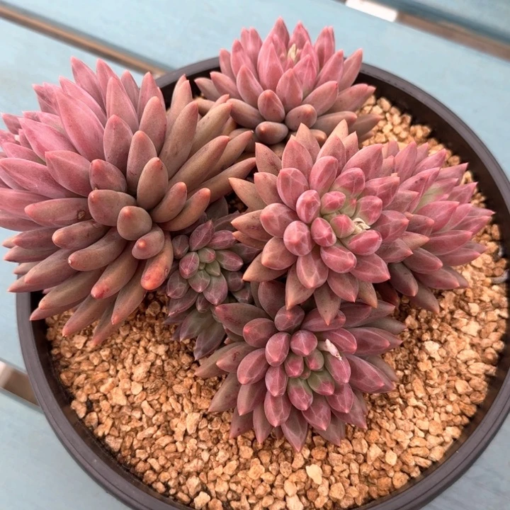 ?***?红蜻蜓红蜻蜓
