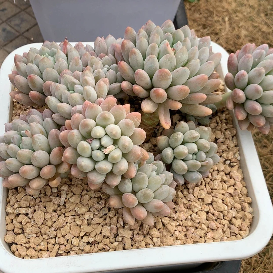 【闪购商品】s**?奶糖