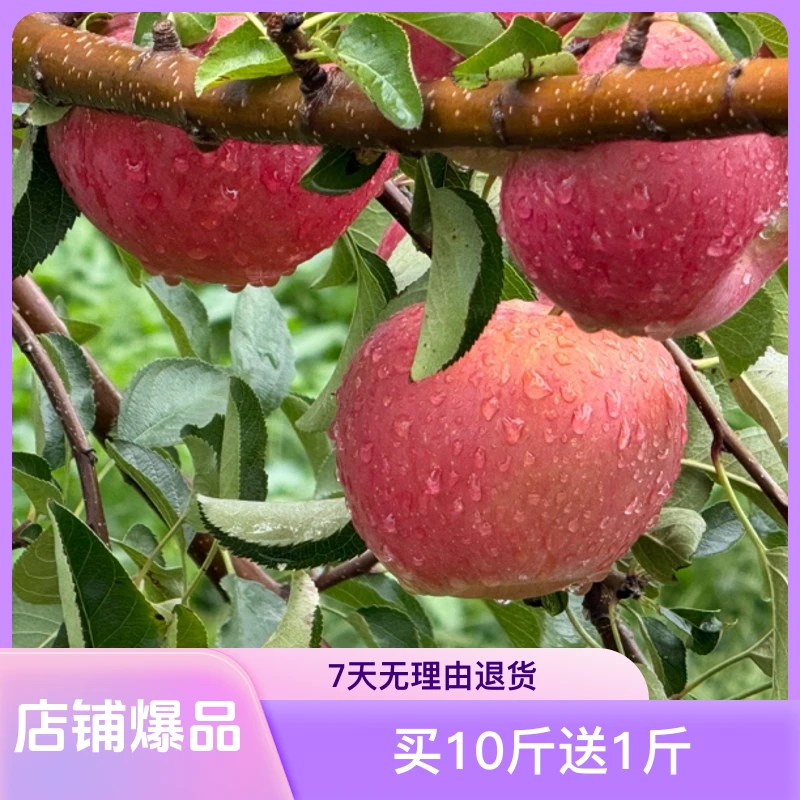 昭通苹果  2001买10斤送1斤精选大果  嘎嘣脆  嘎帮甜