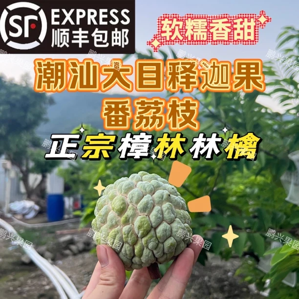 （顺丰）潮汕大目释迦果正宗樟林番荔枝佛头果摩尼果本地林檎大果A+
