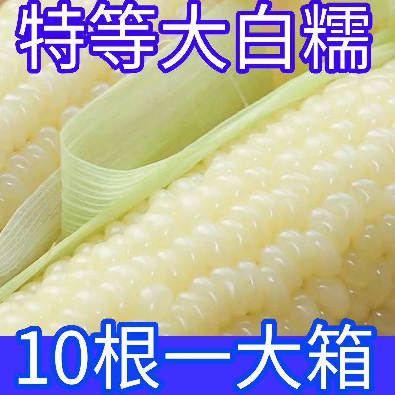 真空保鲜东北白糯玉米软糯粘香拍8根送2根/共10根