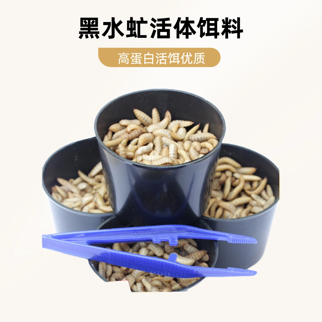 黑水虻活体幼虫鱼饵翘嘴钓鱼用活虫子面包虫活饵料红虫高蛋白饲料