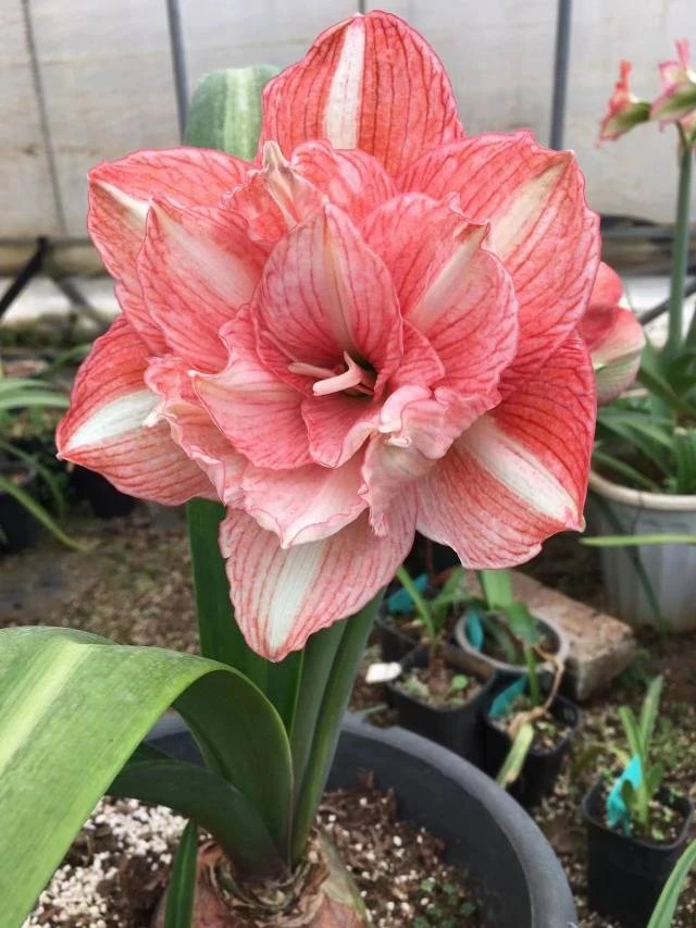 朱顶红白肋吉祥颂歌1公分小苗（只包苗子鲜活不包后期养护）