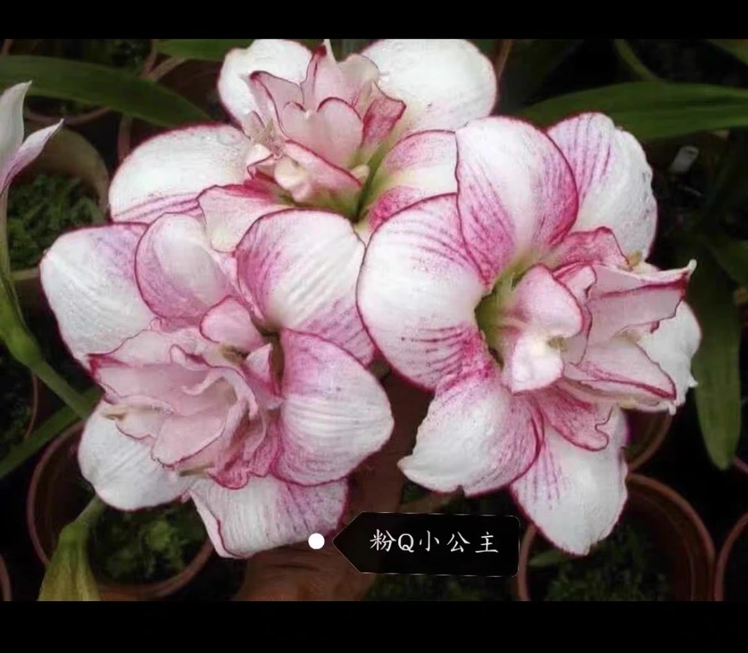 台朱 粉Q小公主 1公分小苗（只包苗子鲜活不包后期养护）