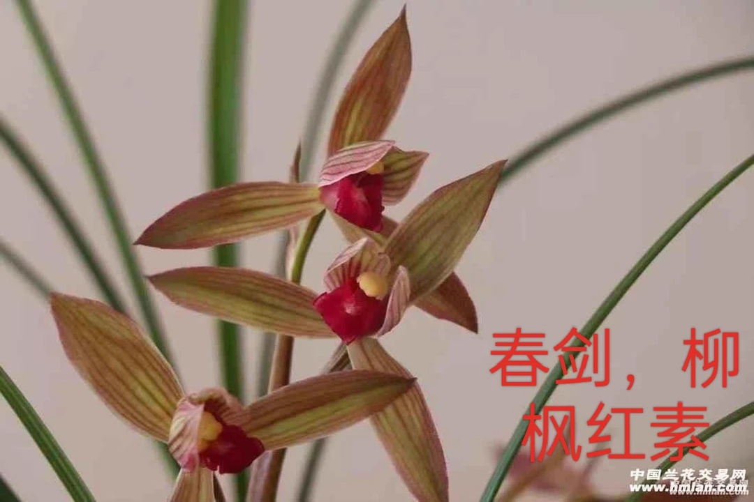 直播间兰花下单一号链接