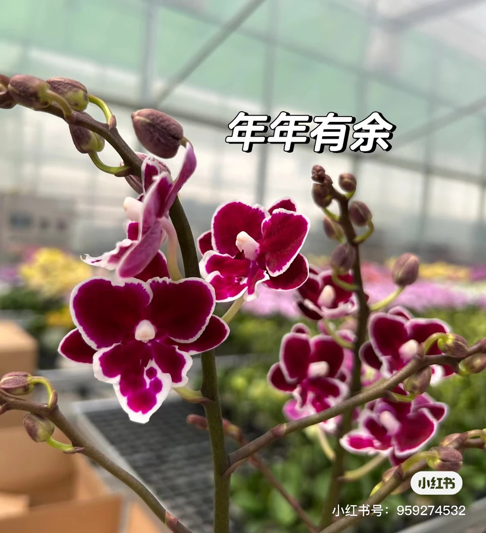 花苗【年年有余1967】1.7寸无剑网红蝴蝶兰