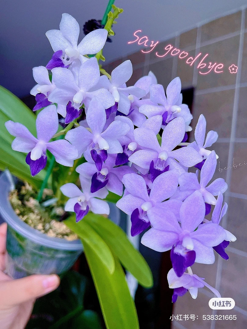 蝴蝶兰花苗【小茴紫】2.8寸苗带剑小花高端花卉