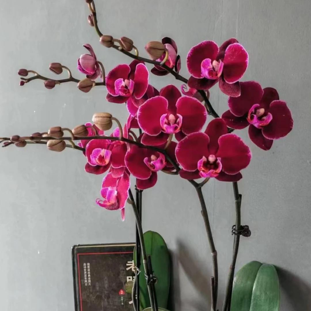 蝴蝶兰【蒙比利埃苗2.8寸带剑中大花室内绿植