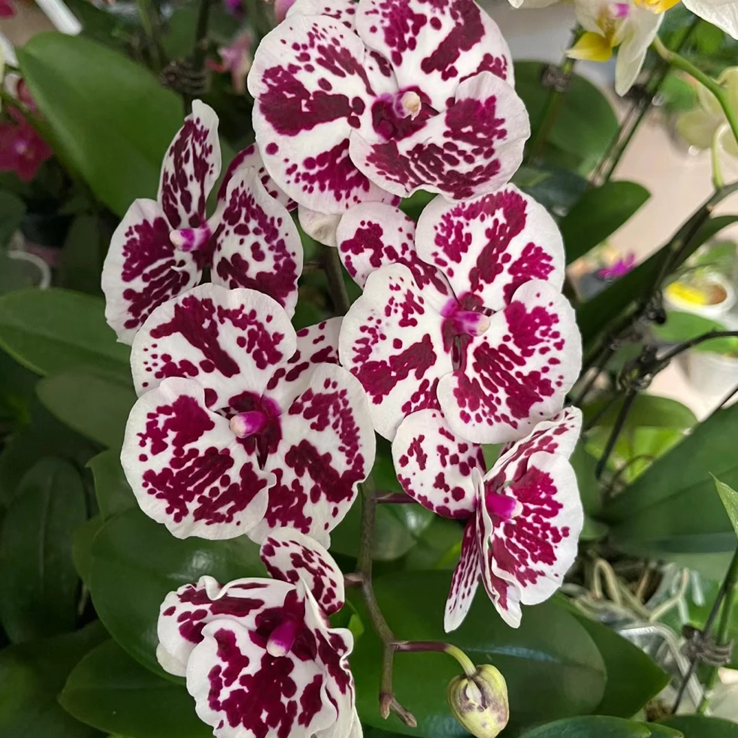 蝴蝶兰花苗【独角兽】3.0寸没有花剑苗子叶片有损