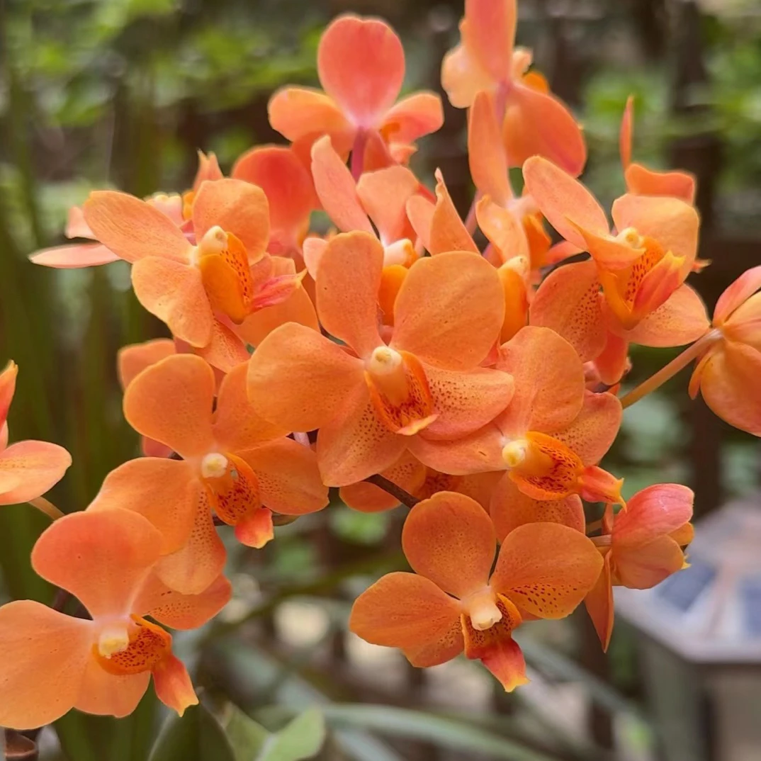 原生花苗2.8寸没有花剑基地直发蝴蝶兰
