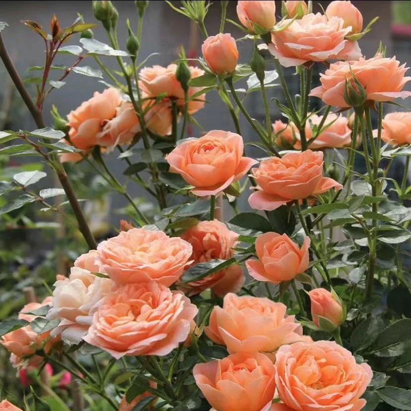 【甜梦】甜梦四季开花，新手小白易成活庭院花园爬藤月季