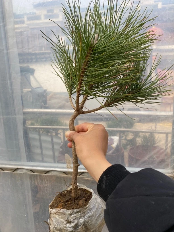黑松素材造型素材植物绿色前台