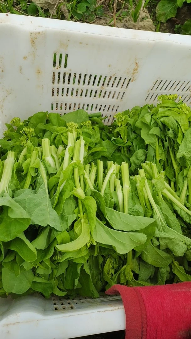 贵州农家露天种植白菜苔 现摘现发3斤包邮（坏了包赔）