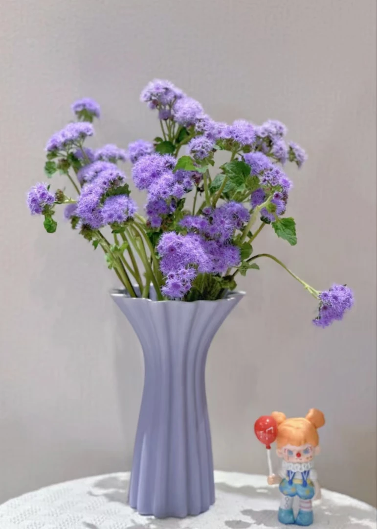 【藿香菊】鲜切花  基地直发