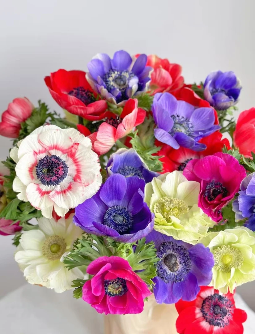 金丝绒质地银莲花云南基地直发