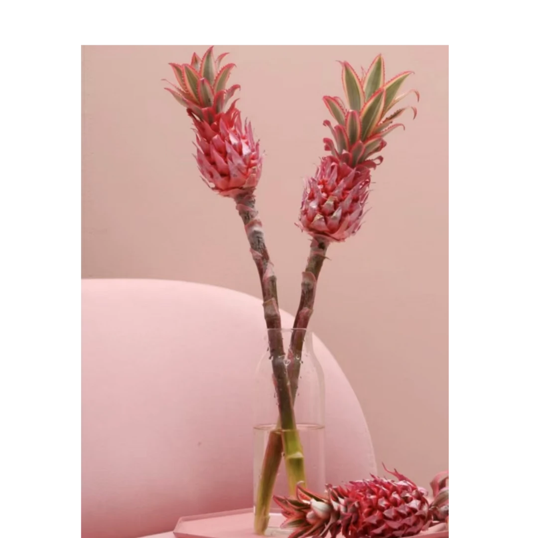 小菠萝观赏型小众氛围感鲜切花材云南基地直发