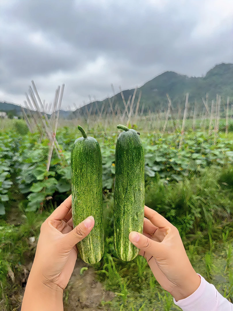 贵州高山农家老品种黄瓜凉拌生吃煮汤清脆爽口黄瓜清香黄瓜味浓郁