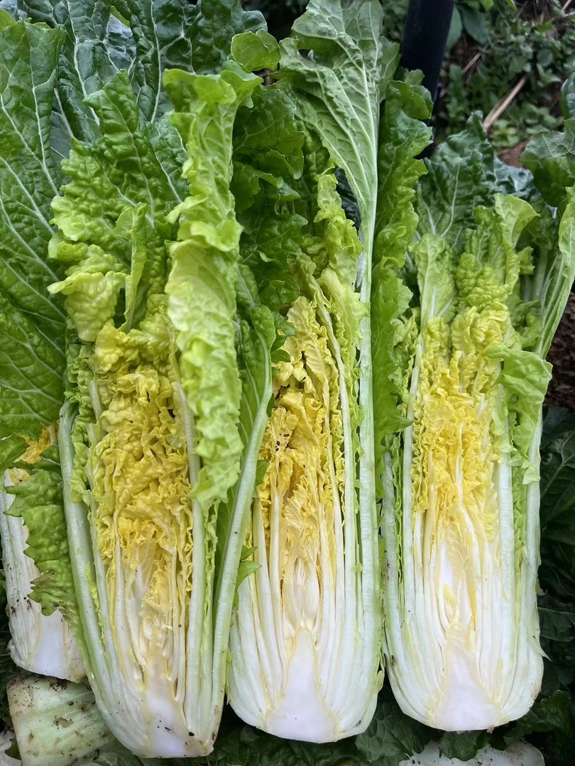 贵州高山农家肥生长青明白菜新鲜蔬菜时令时蔬软口清甜菜香味浓郁