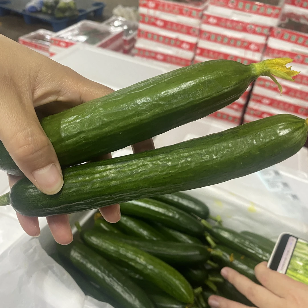 【百大合家康甄选】水果乳黄瓜4斤装新鲜脆爽可口现摘