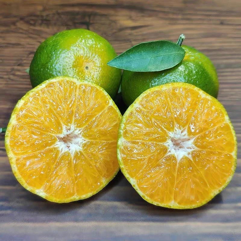 湖南湘西清香蜜桔纯甜清香茶橘新鲜多汁青皮橘青果柑橘