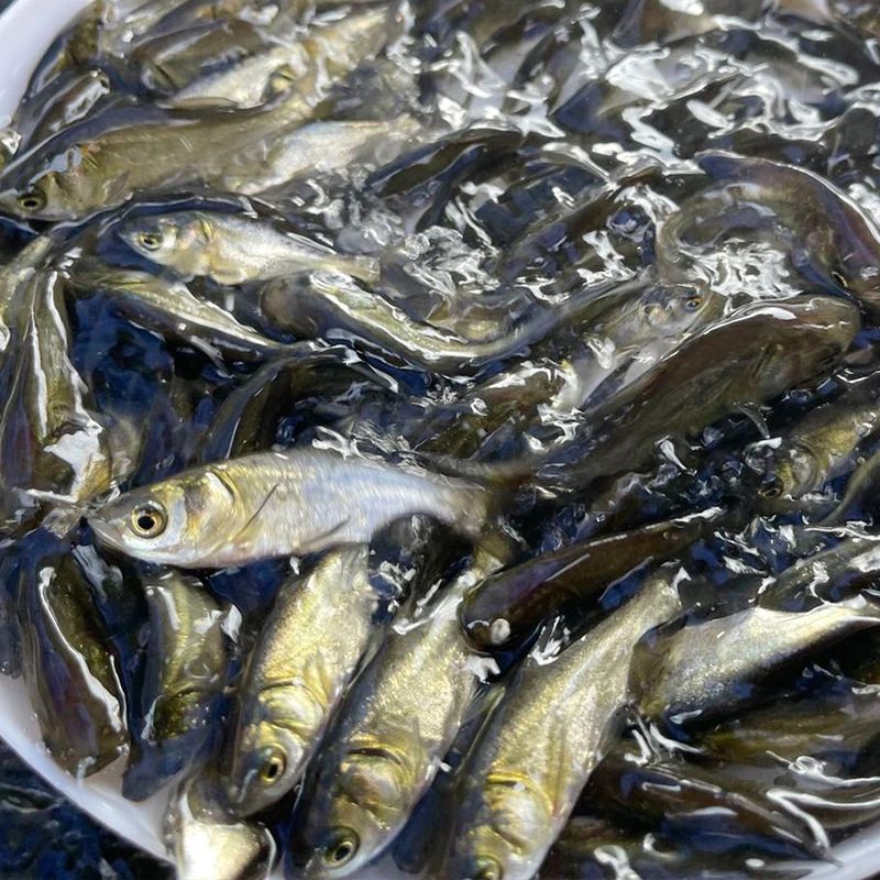 大头鱼广东佛山花鲢鱼 鲢鳙鱼 淡水水族活体 宠物观赏鱼