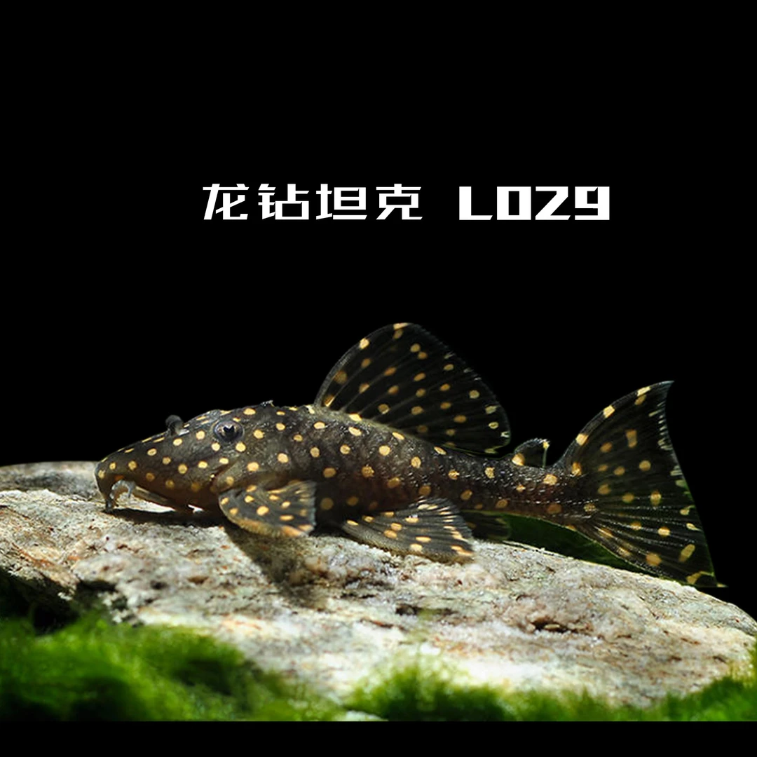 央央水族 龙钻坦克异形L029南美鱼