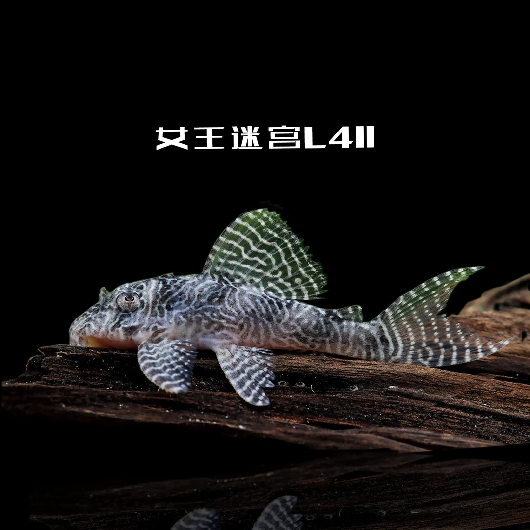 央央水族 鱼栖于兮 L411女王迷宫异型鱼南美鱼