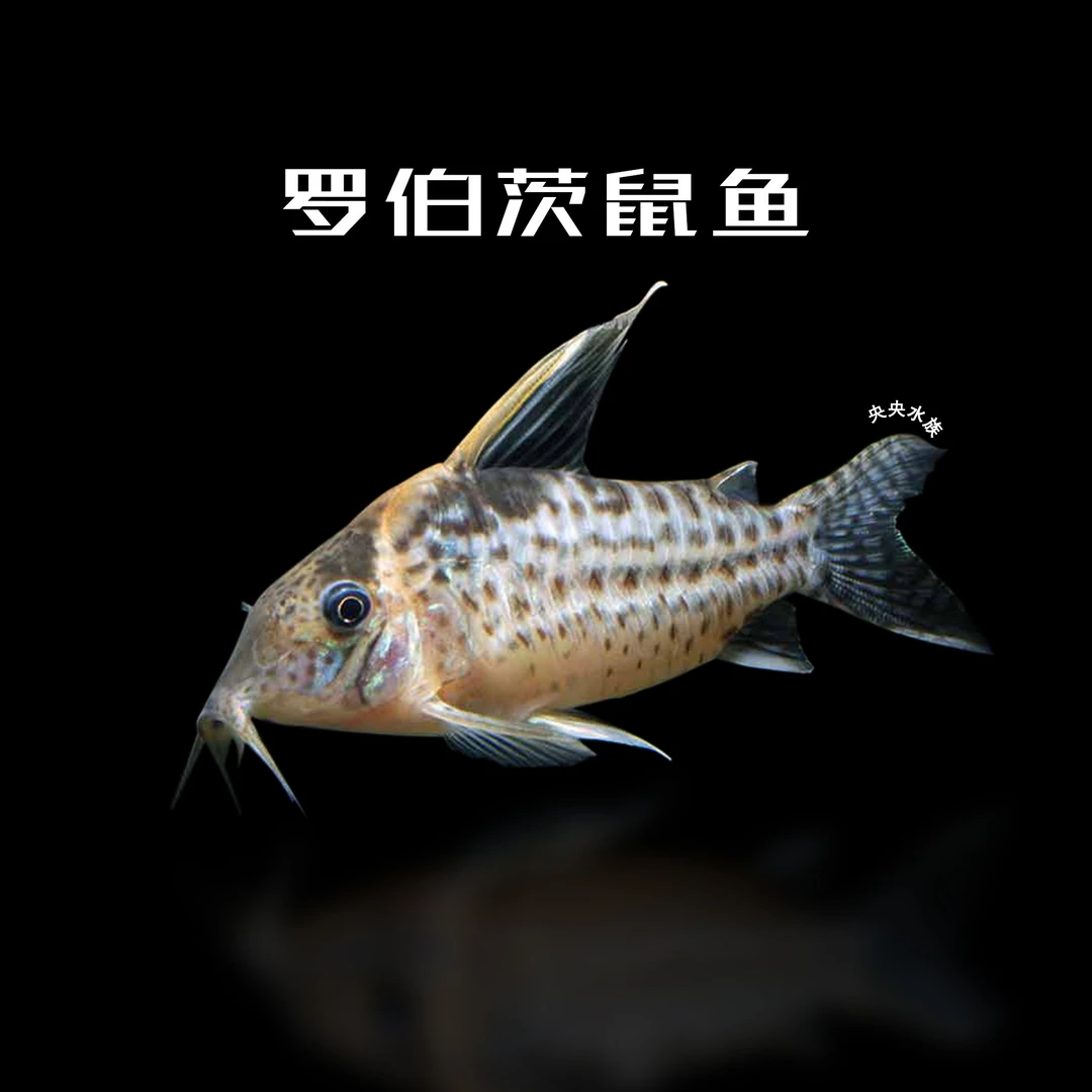 鱼栖于兮 巨型罗伯茨鼠鱼南美鱼