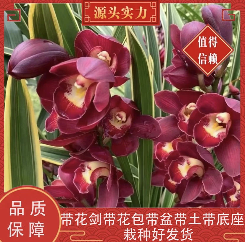 【大红袍】大花蕙兰浓香型福利年宵花基地直发带盆带土栽种好发货