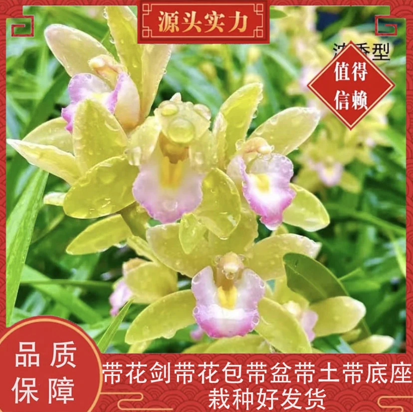 带花剑【香水香兰】大花蕙兰香水香兰年宵花基地带盆带土栽种好发货