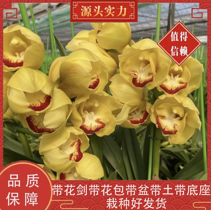 【黄金岁月】大花蕙兰浓香型福利年宵花基地直发带盆带土栽种好发货