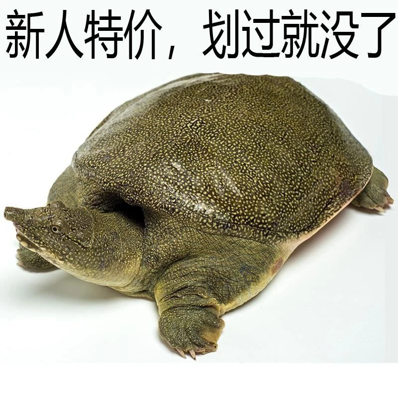 收到死了包赔 新鲜鲜活母甲鱼活体 生长放养原生发货挑选