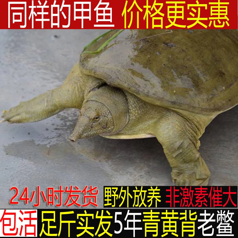 2斤1只 青黄外塘公甲鱼鲜活甲鱼活体新鲜团鱼王八中华鳖包活送达