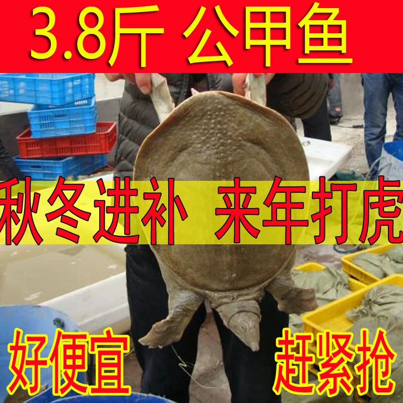 【五年精品】 3.8斤1只 青黄背 黄油公甲鱼（包活送达 死了包赔）