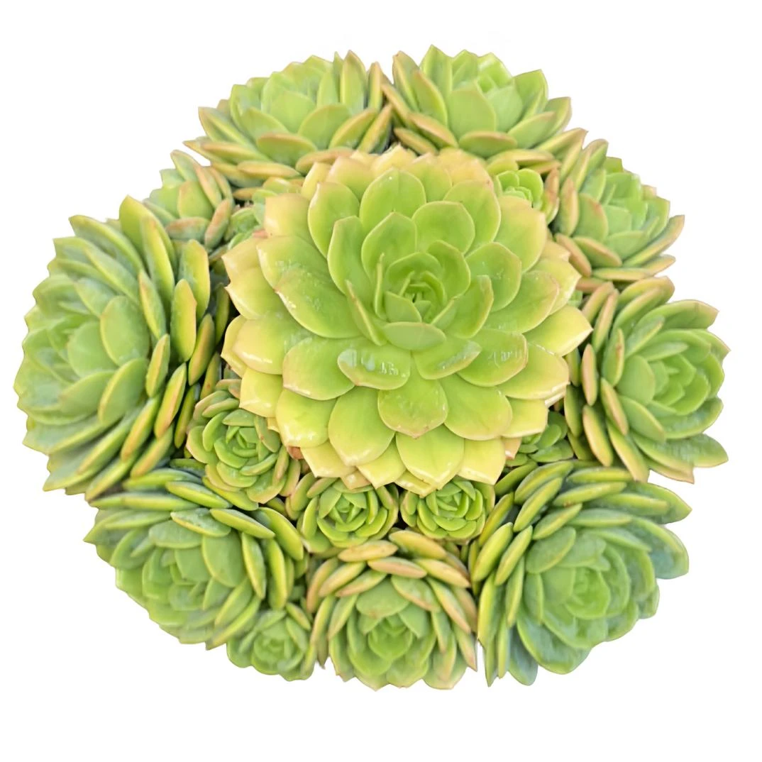 精品韩国恋曲 （土球发货30-35cm）爆款懒人高颜值多肉庭院阳台