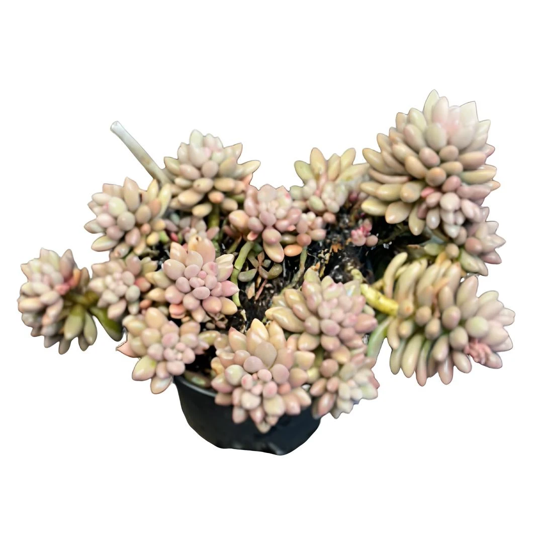 汤圆 新品可爱多肉植物 控养老桩群生整桩圆叶