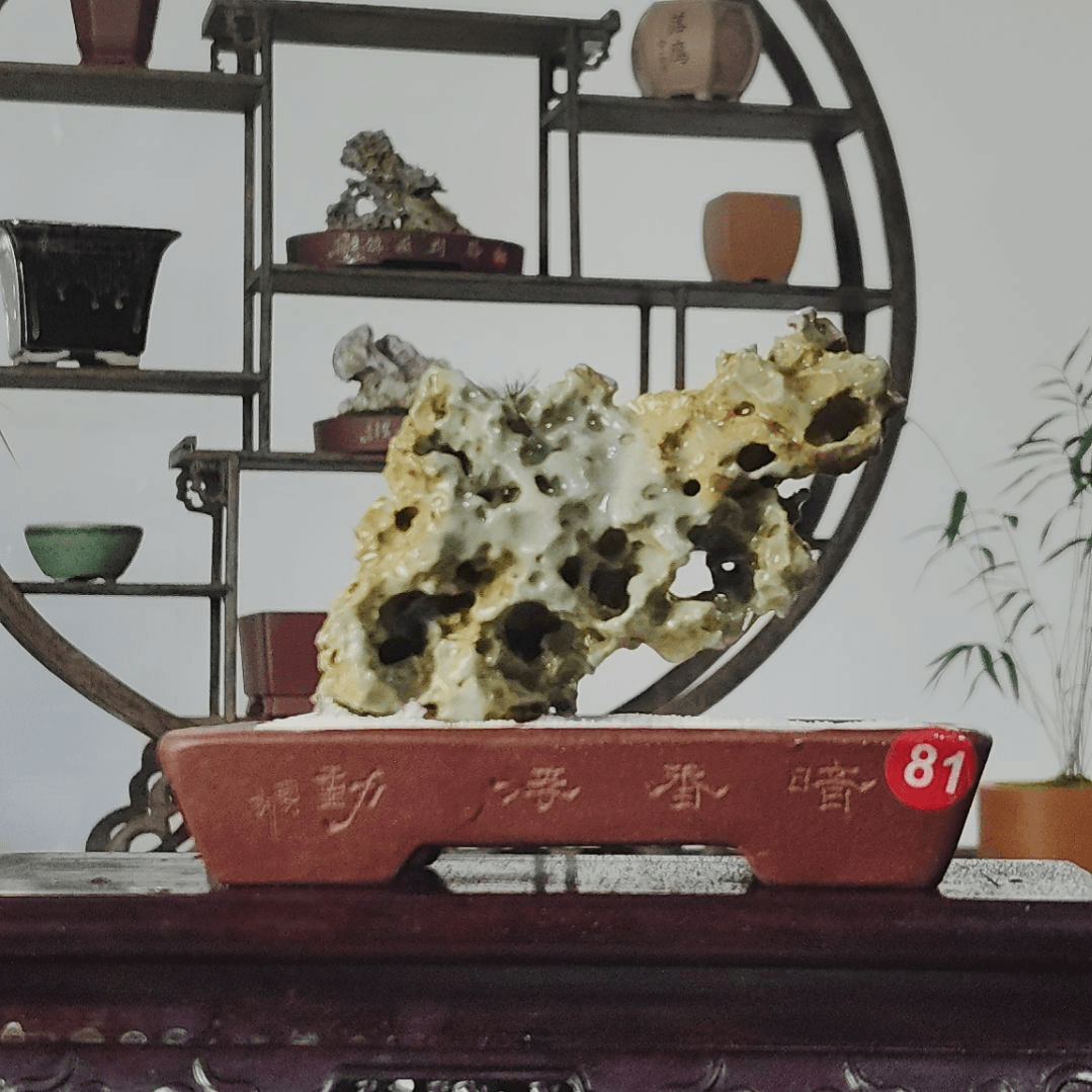 盆景，九龙壁蜂窝石，