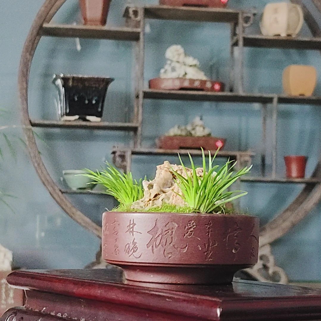 盆景,菖蒲,风凌石
