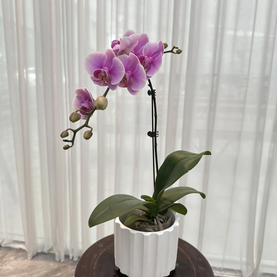 花大王福利品【海棠甜心】全花发货  3.0寸单花剑蝴蝶兰