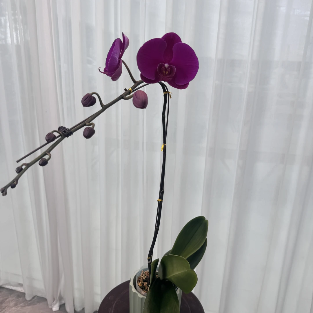花大王【大辣椒B级】3.5寸杯正红色系 叶片自然开裂 大花型蝴蝶兰