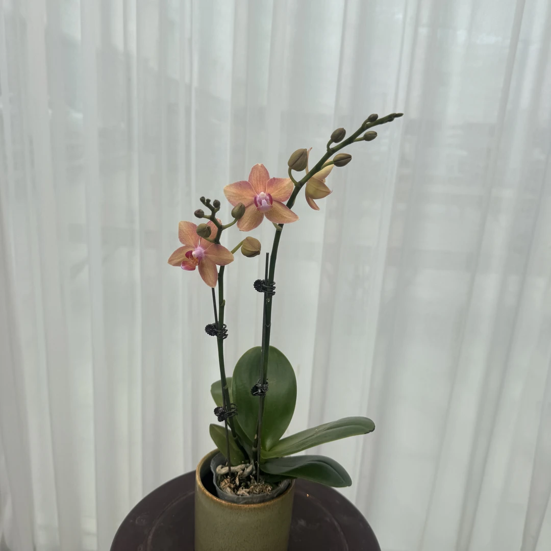 福利品【锦鲤】有消苞现象 2.8寸双花剑 黄色系蜡质花带花带花苞