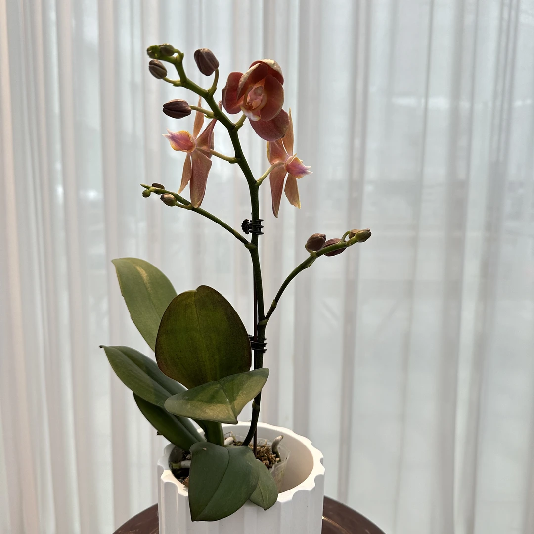 花大王福利品【摩纳哥】全花发货  3.0寸单花剑蝴蝶兰