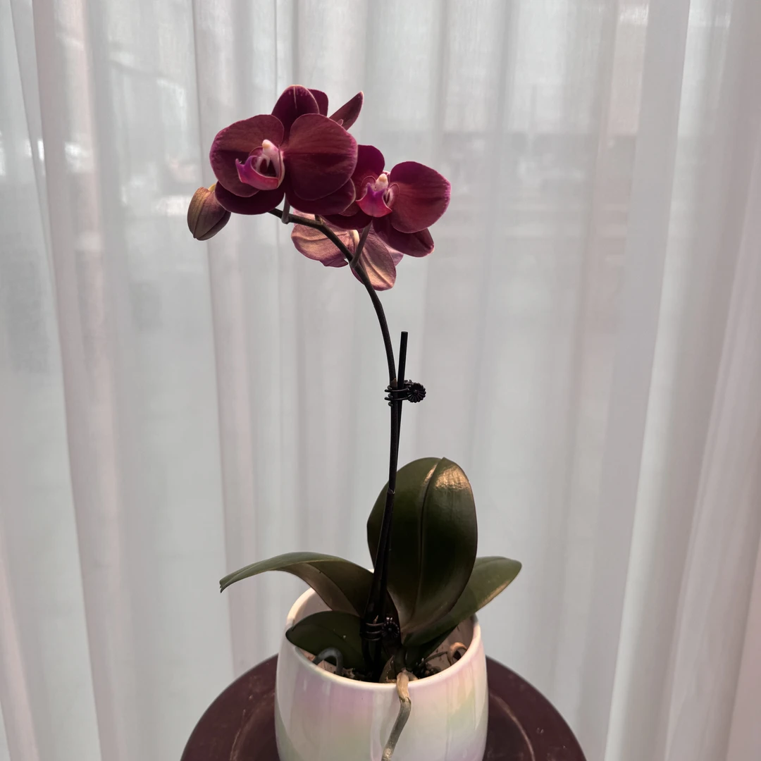 花大王【黑红宝石】全花无花苞 2.8寸杯黑红色蜡质花网红蝴蝶兰