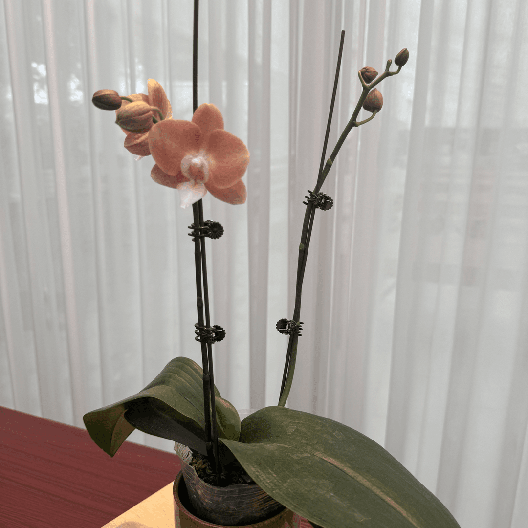 花大王【鲑鱼】花后苗带花发货 微瑕 3.0寸双花剑网红蝴蝶兰